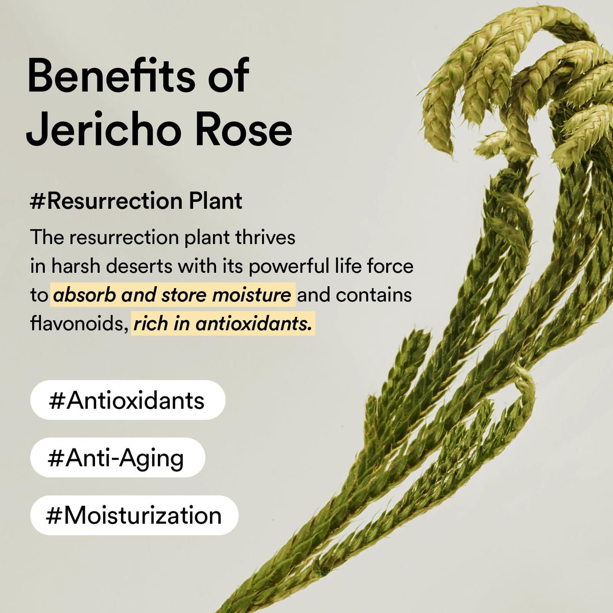 Abib Jericho Rose Cream in a travel pouch illustrating portability and convenience