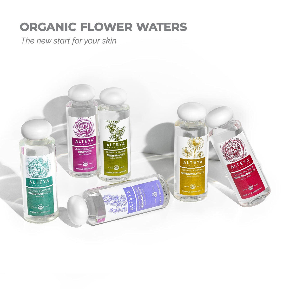 Alteya Organics rose garden harvest with workers, emphasizes organic sourcing and origin