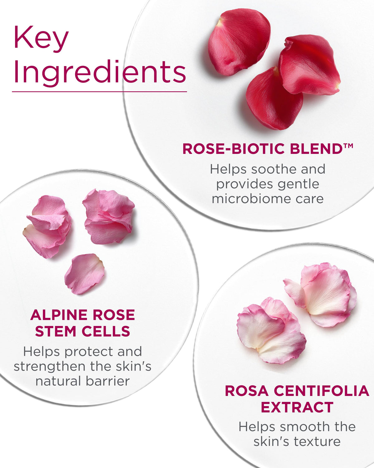 Rosa Centifolia extract visual beside jar showing botanical ingredient source benefit
