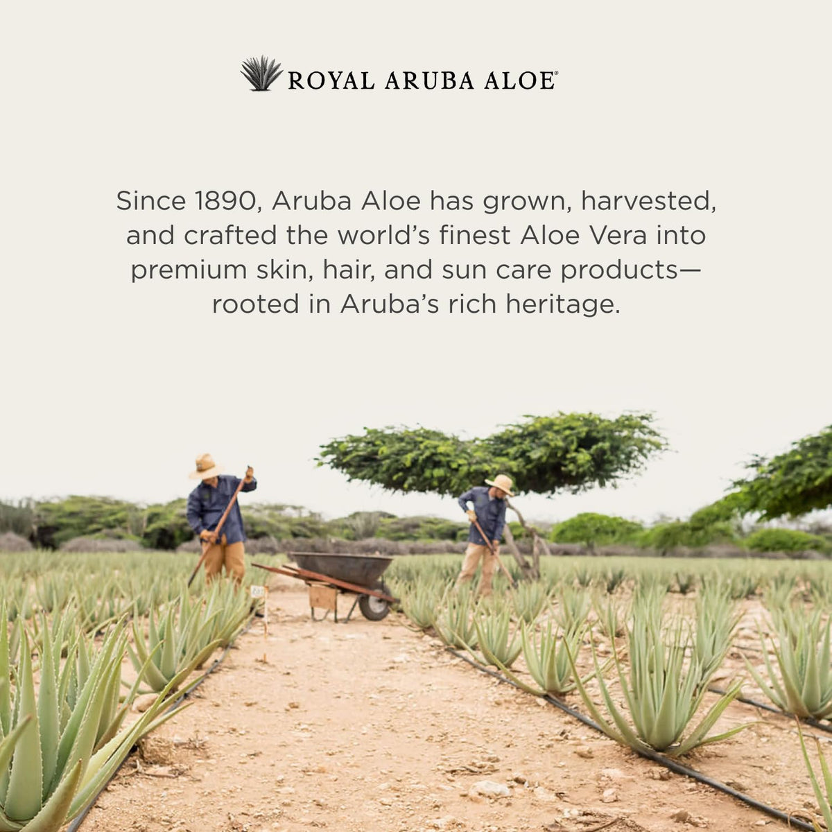 Aruba Aloe 2 oz tube held in hand for scale and portability benefit