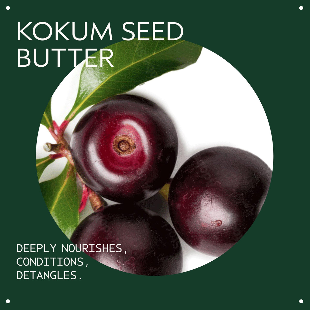 Aveda kokum seed butter close-up ingredient showing nourishing benefit