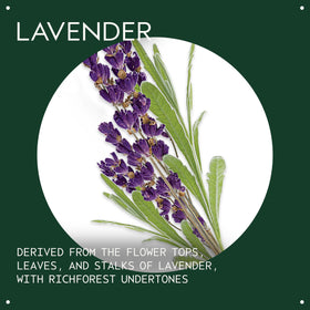 Aveda lavender oil close-up texture on palm illustrating lightweight absorption