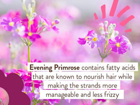Babo Botanicals evening primrose oil droplet highlighting botanical hydration benefits