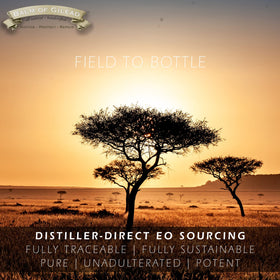 BALM OF GILEAD ingredients arranged to show wild-harvested frankincense and myrrh provenance
