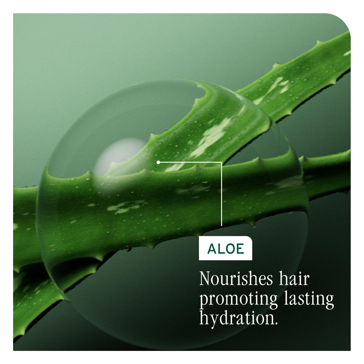 Biolage smooth detangled hair after rinse showing reduced frizz