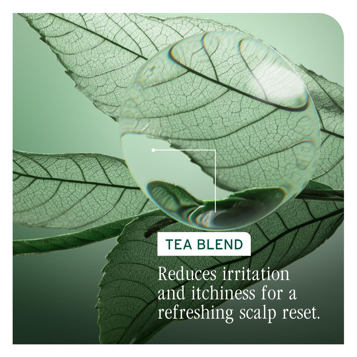 Biolage on-scalp application showing targeted massage and fast absorption benefit