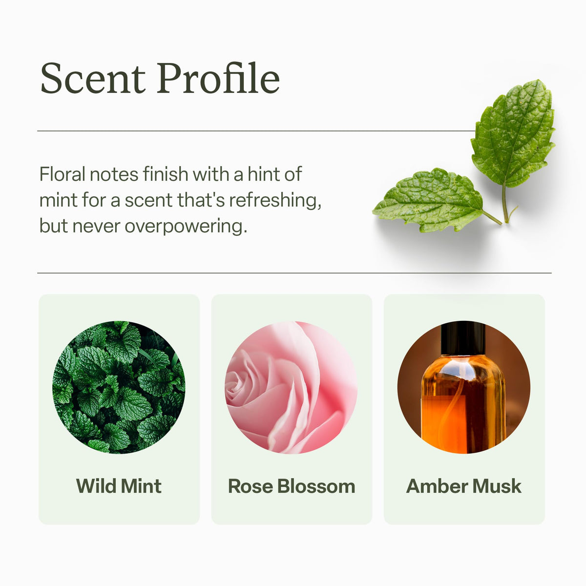 Divi application on roots revealing instant oil absorption and lift