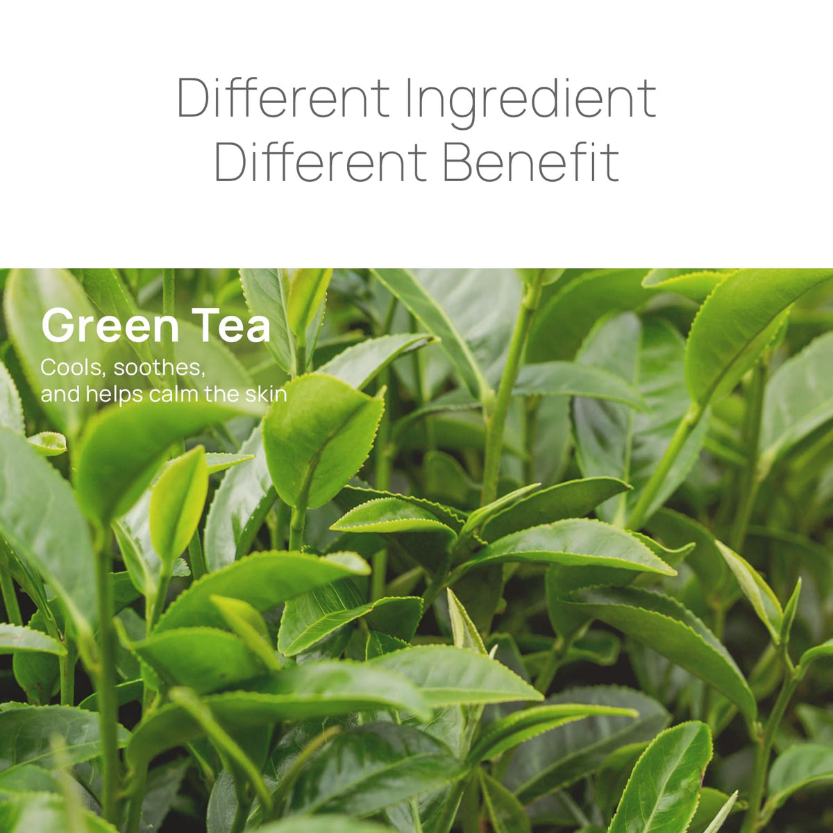 Epielle green tea ingredient visual highlighting soothing antioxidant benefit