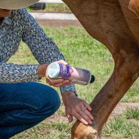 EQUIDERMA being applied to a horse mane demonstrating easy grooming aid and calmer coat