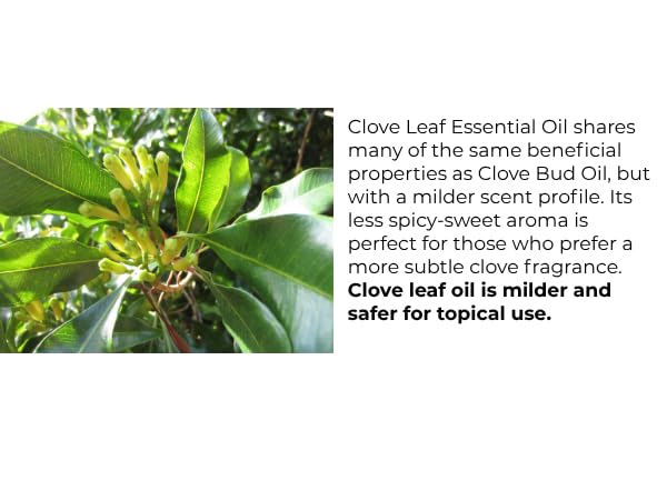 Essentially KateS fresh Indonesian clove leaves at harvest showcasing authentic origin