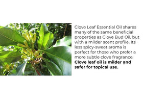 Essentially KateS fresh Indonesian clove leaves at harvest showcasing authentic origin