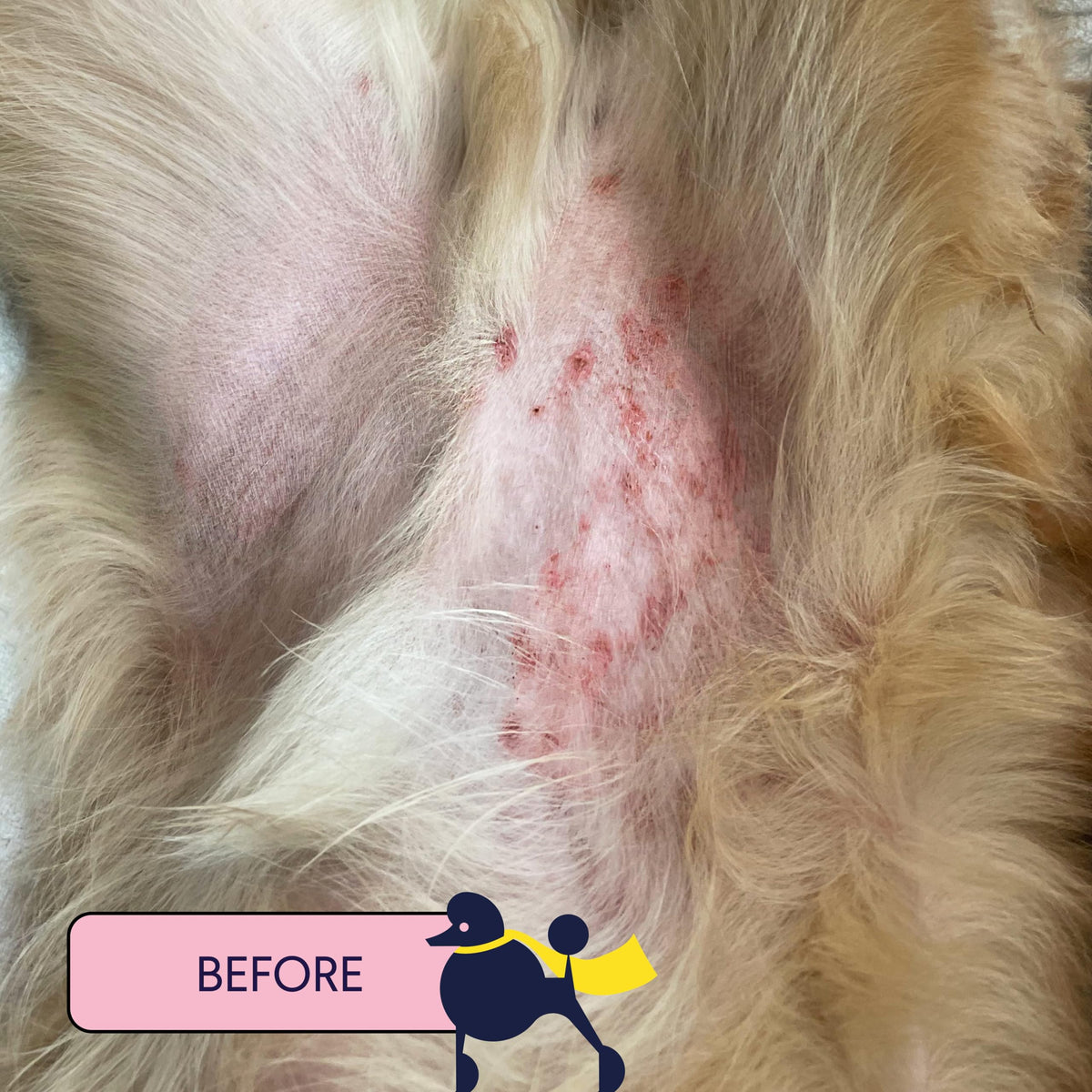 Finn Skin Hero applied to dog's paw demonstrating easy soothing