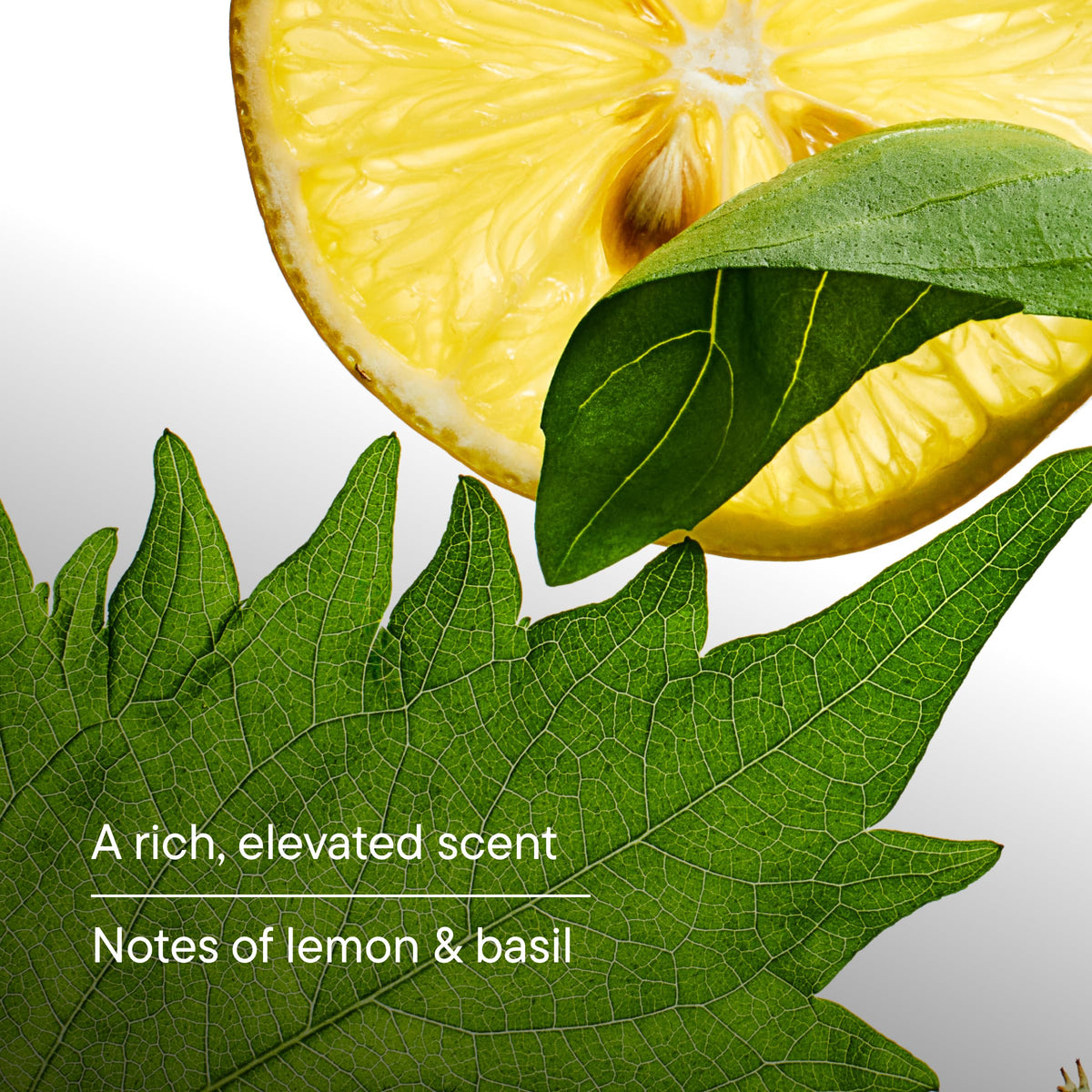 Harry's bottle beside lemon and basil highlighting natural scent notes