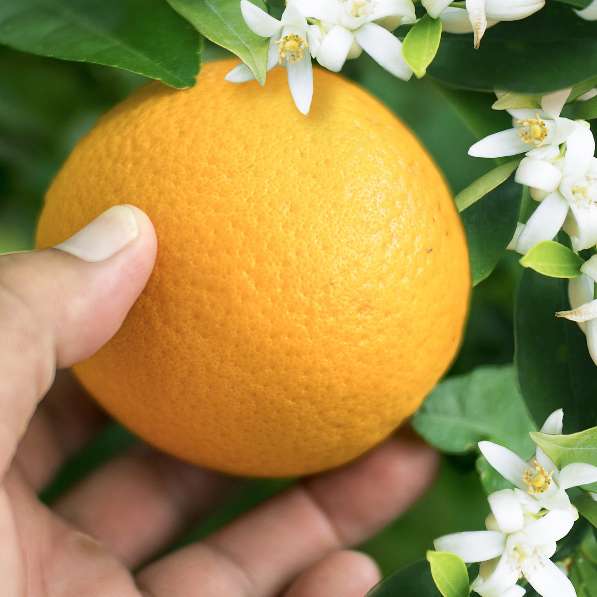 Herbal Essences bottle beside fresh oranges to show citrus fragrance appeal