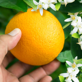 Herbal Essences ingredient illustration highlighting orange blossom and green tea benefits