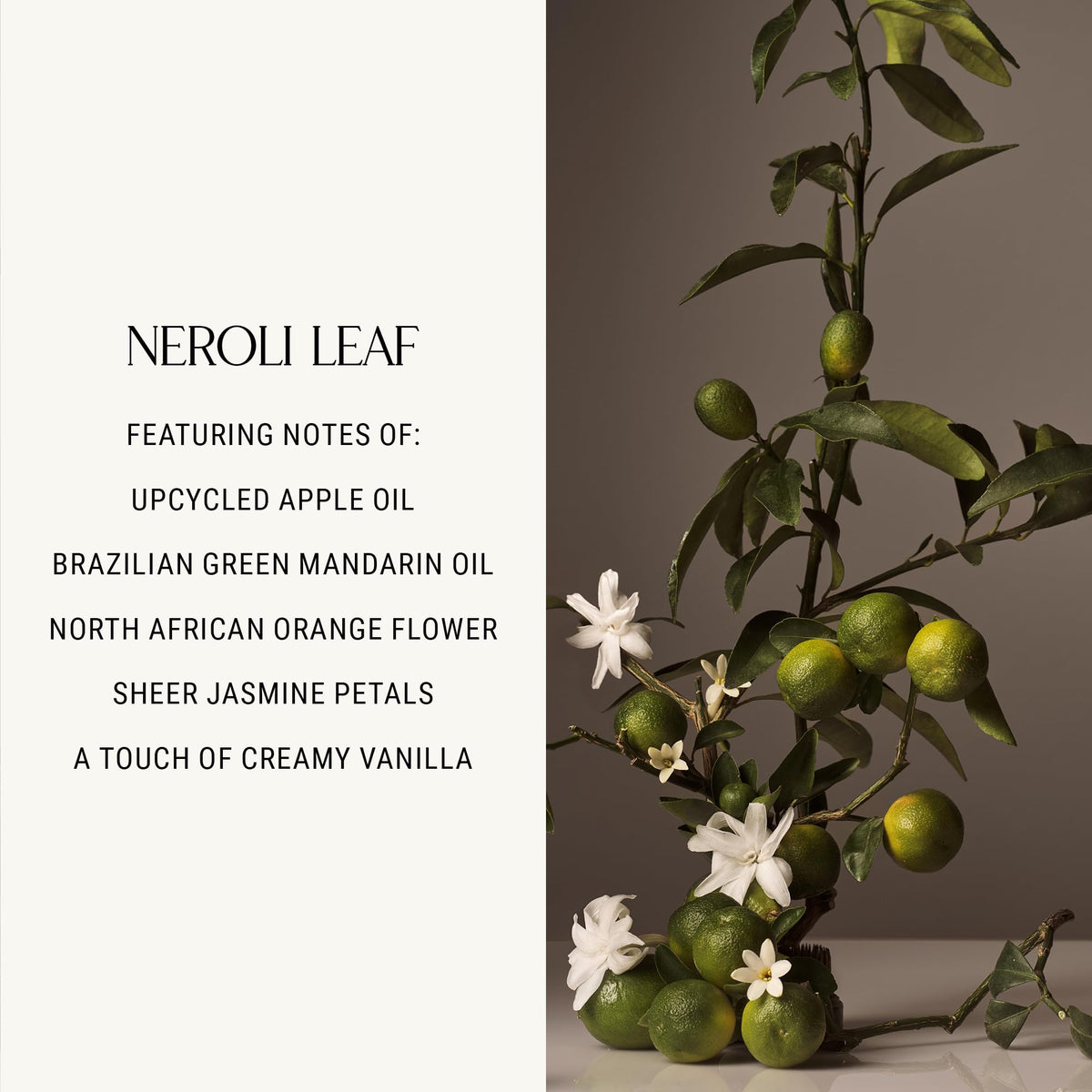 Homecourt botanical ingredients display with neroli and basil highlighting natural scent