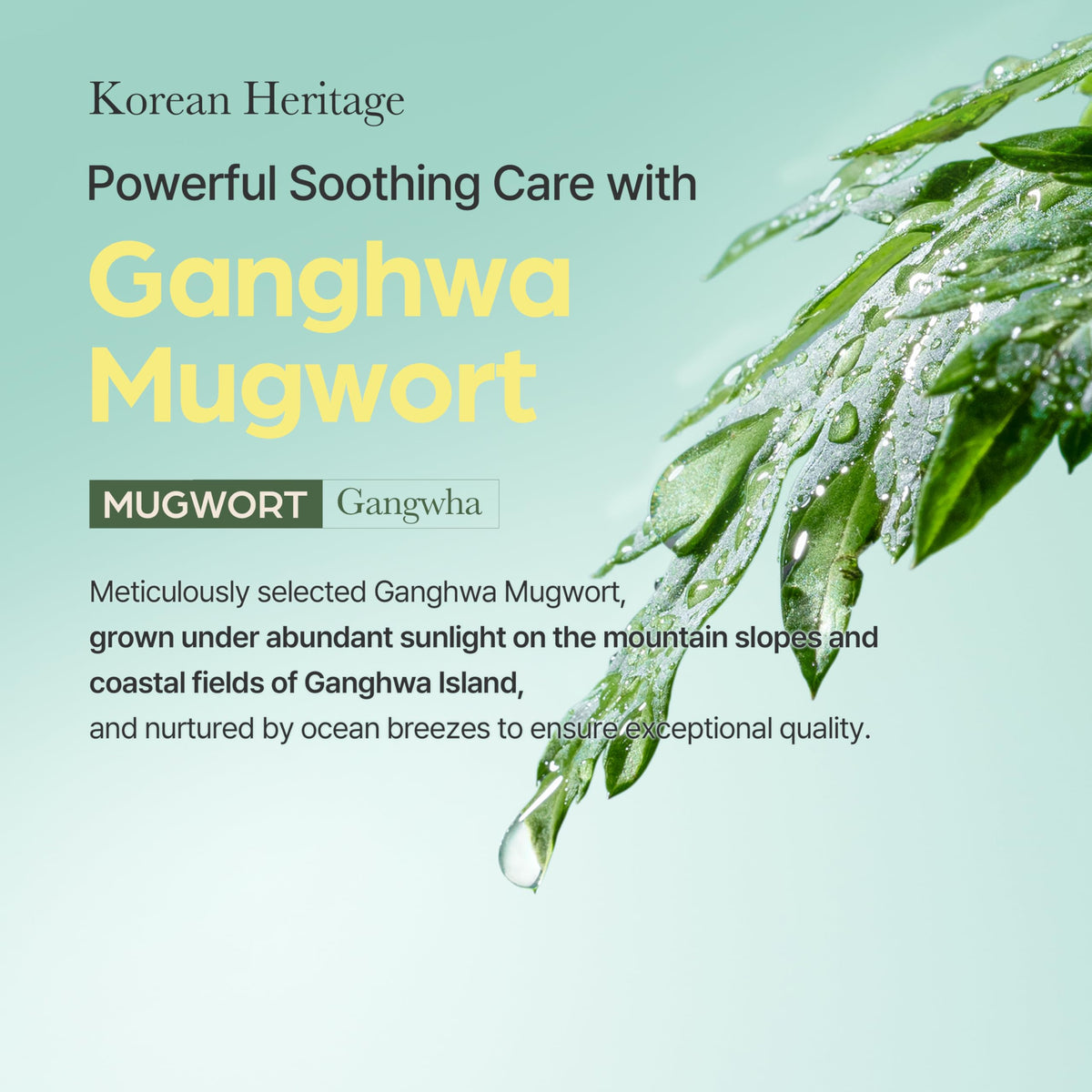 I'm from fresh mugwort leaves with product to emphasize natural extract