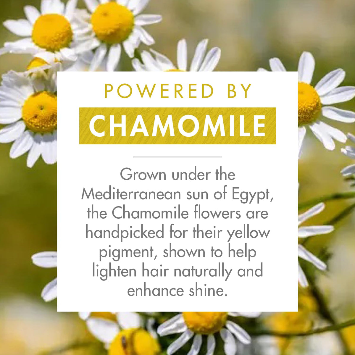Klorane shampoo texture and lather close-up for gentle cleansing benefit