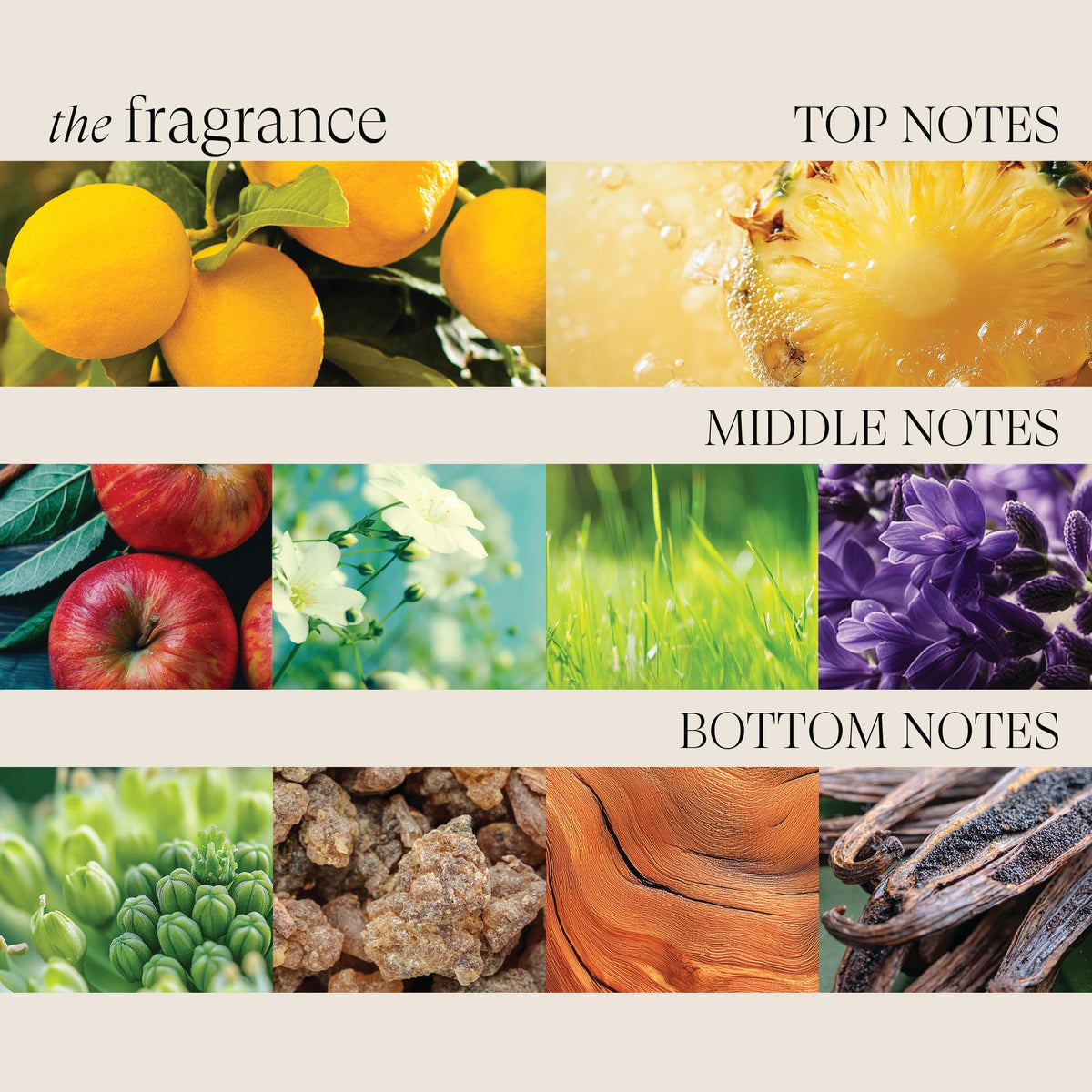 L’ANZA hibiscus extract visual representing Vibrancy Complex for added moisture
