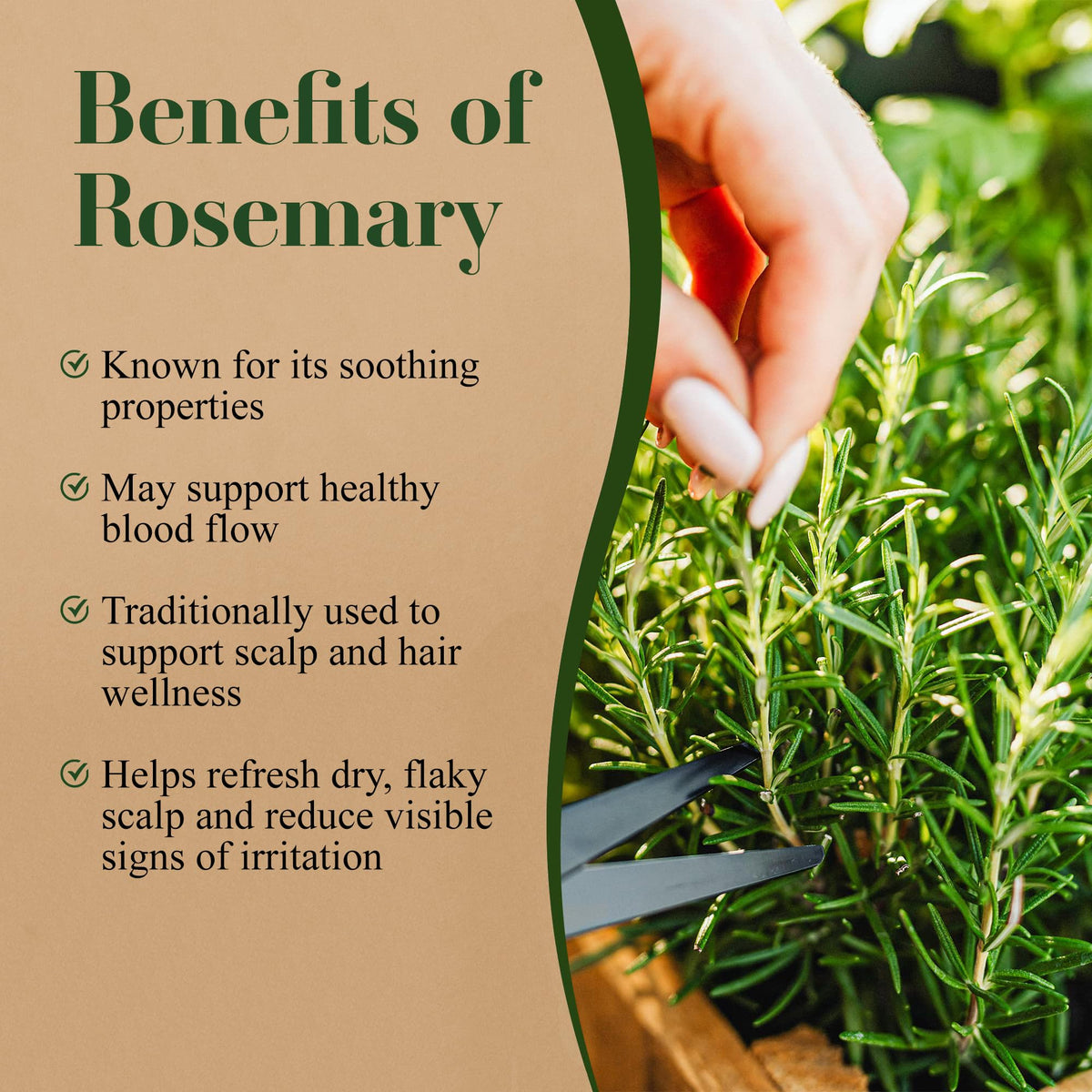 Lia Organics fresh rosemary leaves highlighting botanical, pure sourcing