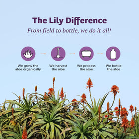 Lily Of The Desert gel in an outdoor first‑aid kit conveying sun care benefits on the go