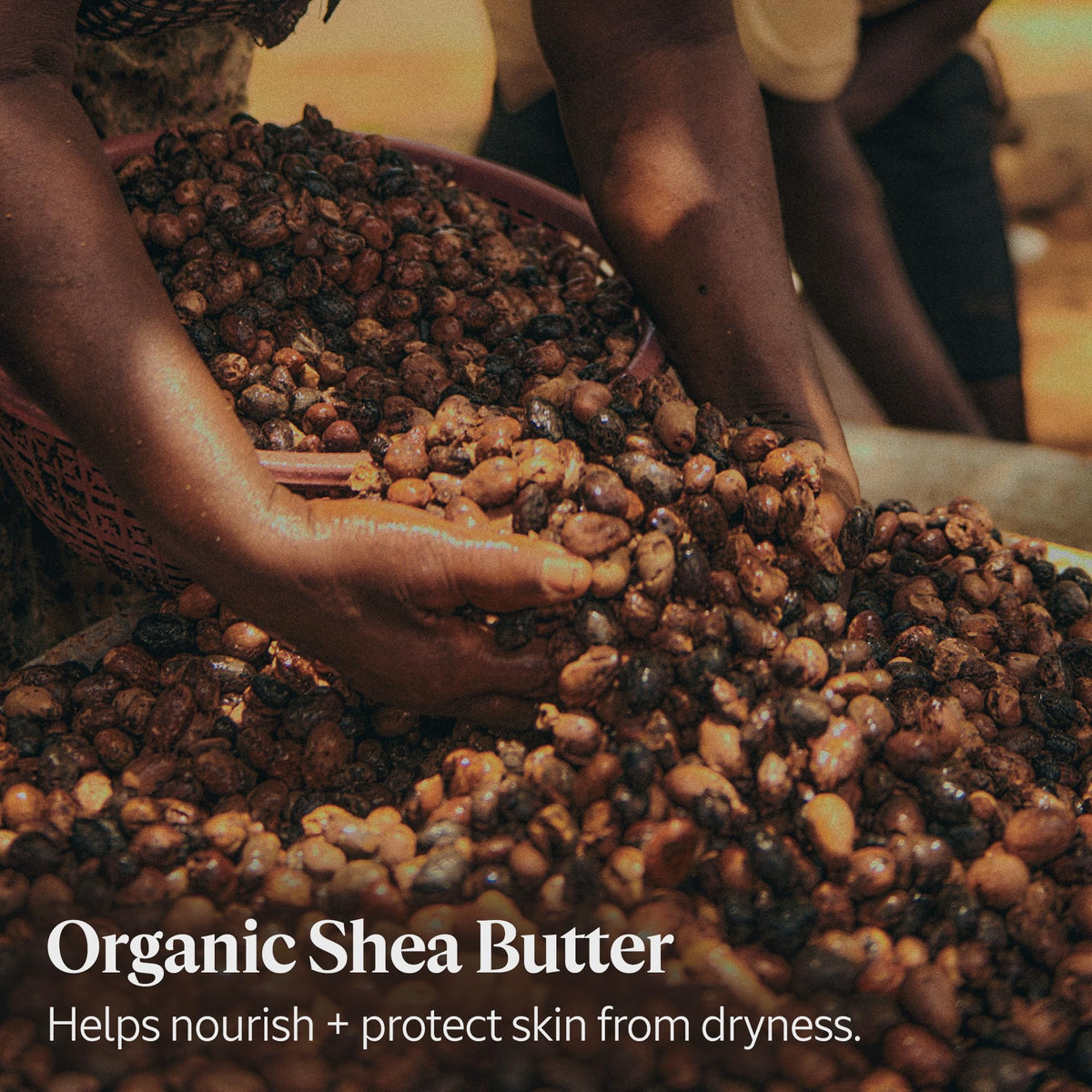 L'OCCITANE shea and castor ingredients displayed to highlight nourishing, natural benefits
