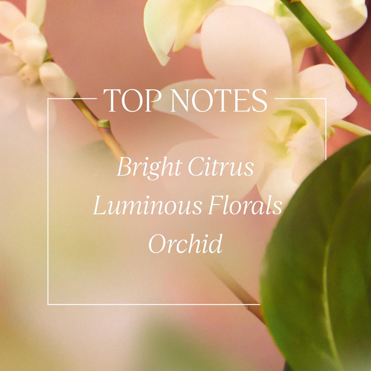 L'OCCITANE bottle beside neroli blossoms and orchid for scent inspiration