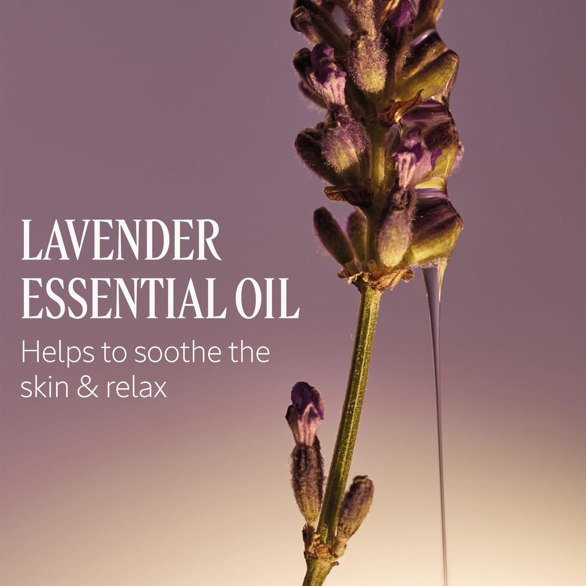 L'OCCITANE shea lavender label detail showing fragrance and ingredient cues