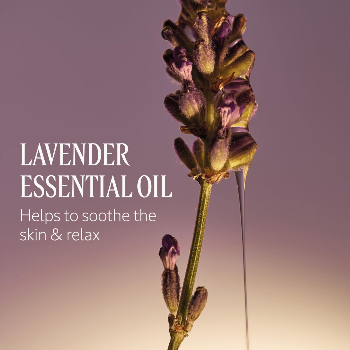 L'OCCITANE lavender sprigs next to bottle illustrating Provence fragrance notes