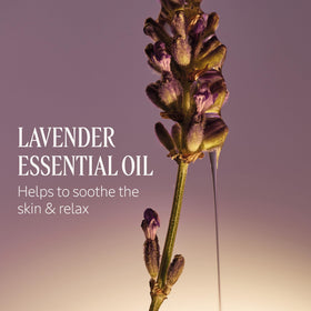 L'OCCITANE lavender sprigs next to bottle illustrating Provence fragrance notes