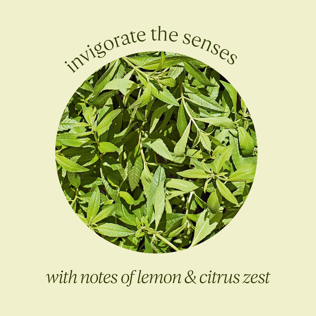 L'OCCITANE ingredients label close-up showing essential oils