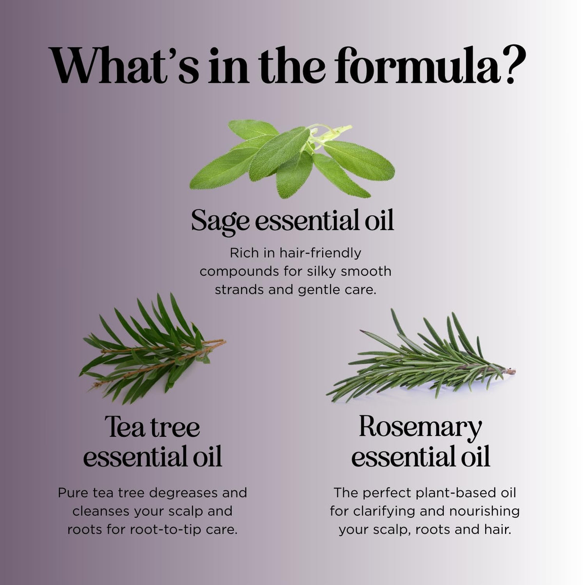 Maple Holistics sage rosemary and jojoba oil ingredient arrangement