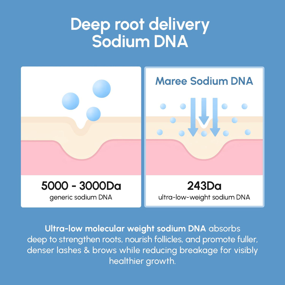 MAREE ingredient layout showing castor oil, peptides and sodium DNA for conditioning benefit