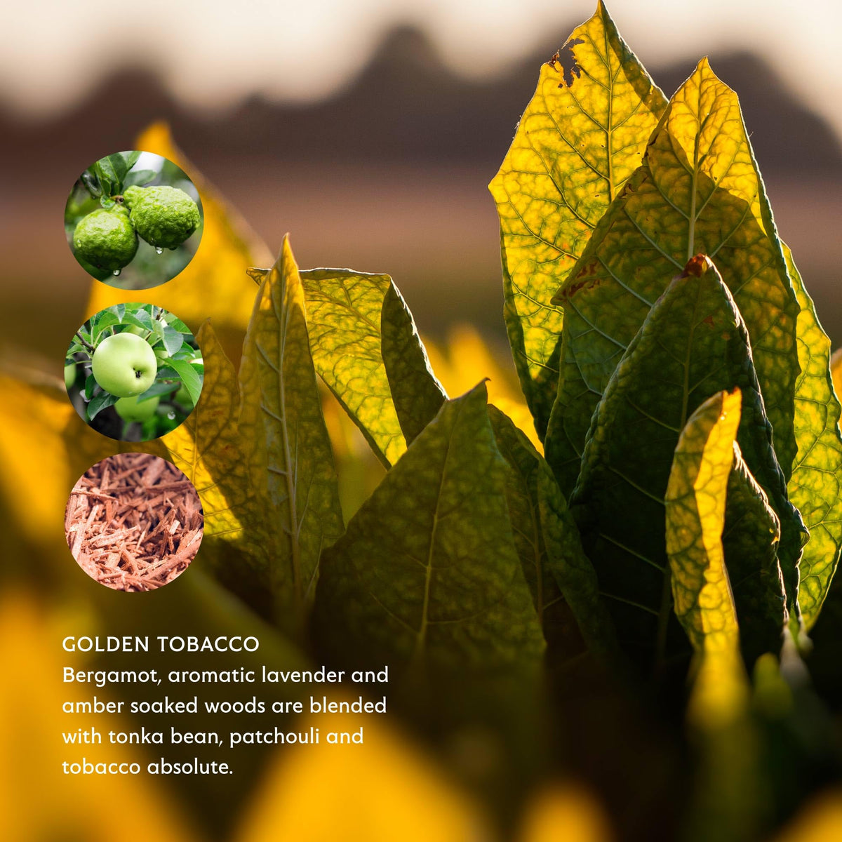 Mistral ingredient label close-up showing plant-based formulation