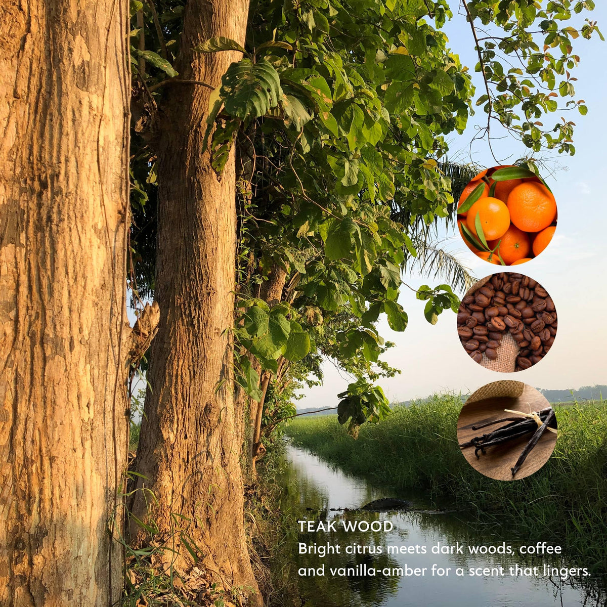 Mistral teak wood arranged botanical ingredients demonstrating natural oils