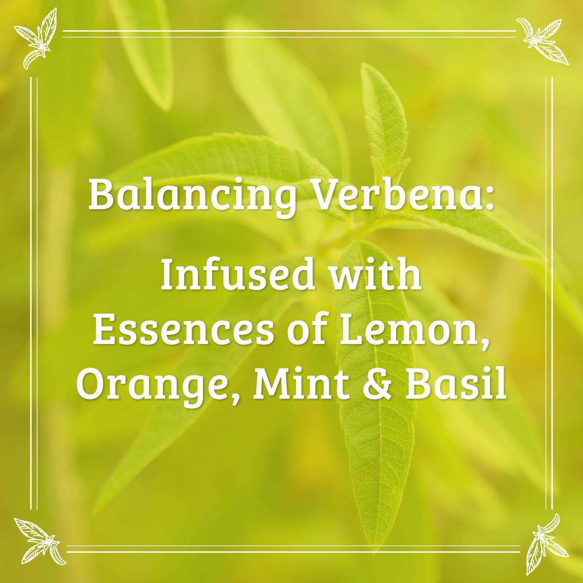 Pharmacopia verbena applied to hand illustrating immediate skin softening benefit