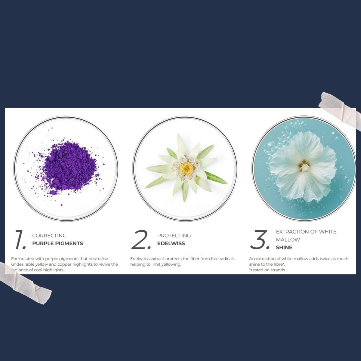 PHYTO Edelweiss and white mallow ingredients highlighting antioxidant shine