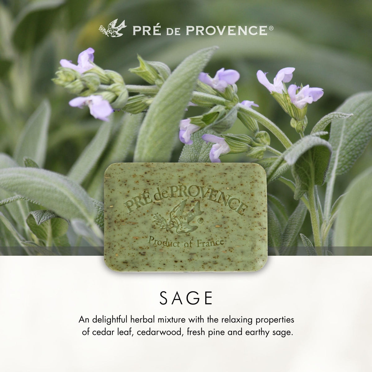 Pre de Provence soap resting on dish preventing sogginess and extending life