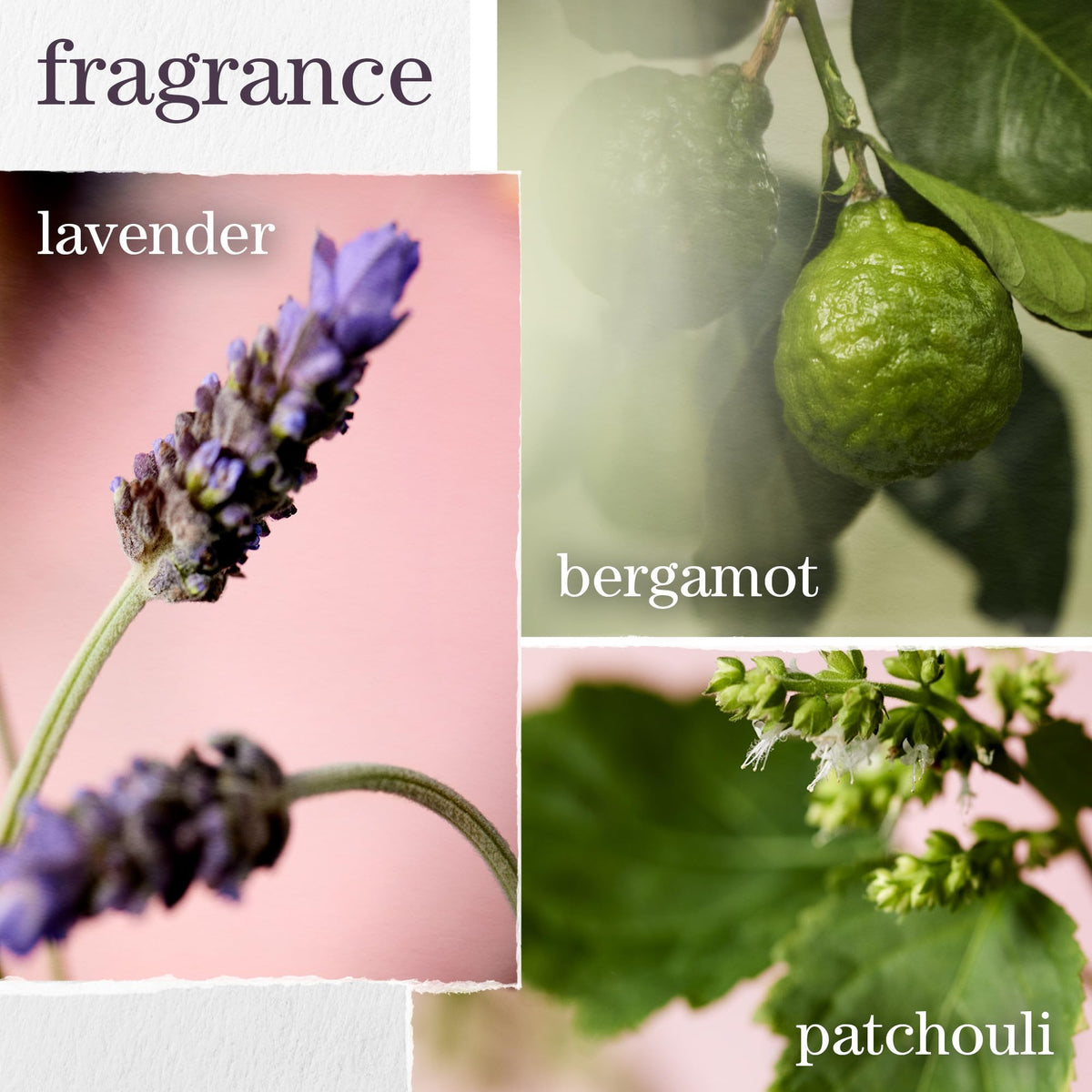 Pureology green tea ingredient highlighting antioxidant protection