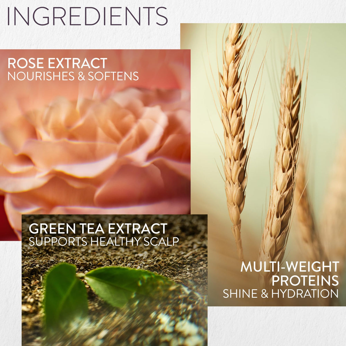Pureology green tea leaf close-up ingredient for antioxidant-like protection