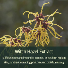 Pyunkang Yul ingredients board with witch hazel and centella showing calming benefits