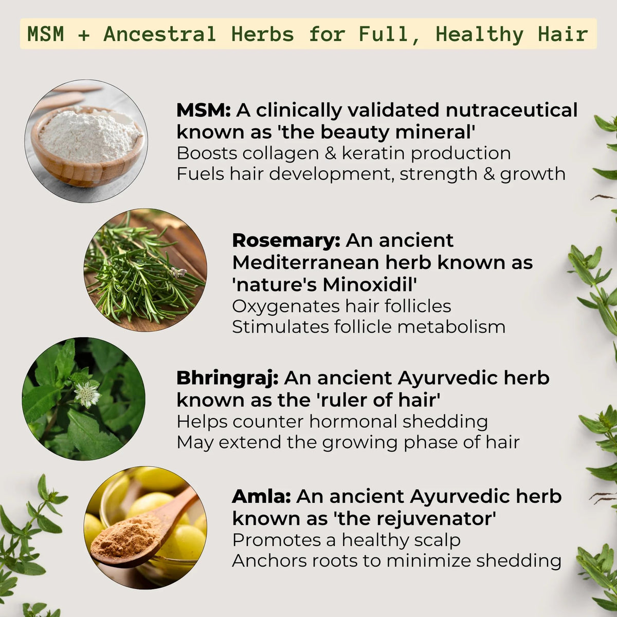 Qhemet Biologics herbs close-up highlighting bhringraj and botanical support