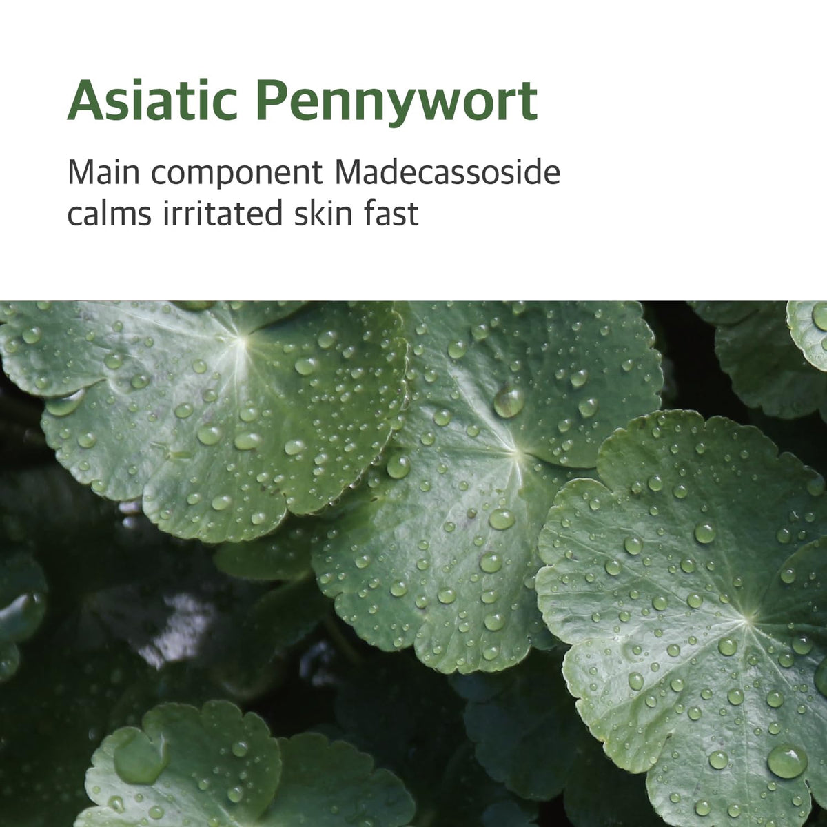 ROUND LAB ingredient label focusing on mugwort and madecassoside benefits
