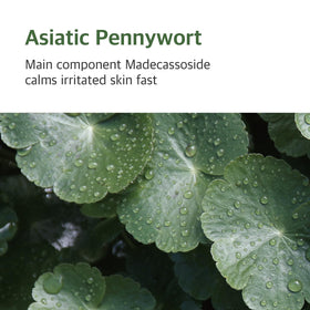 ROUND LAB ingredient label focusing on mugwort and madecassoside benefits