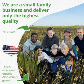 Seven Minerals freshly cut Texas aloe leaves at harvest for purity