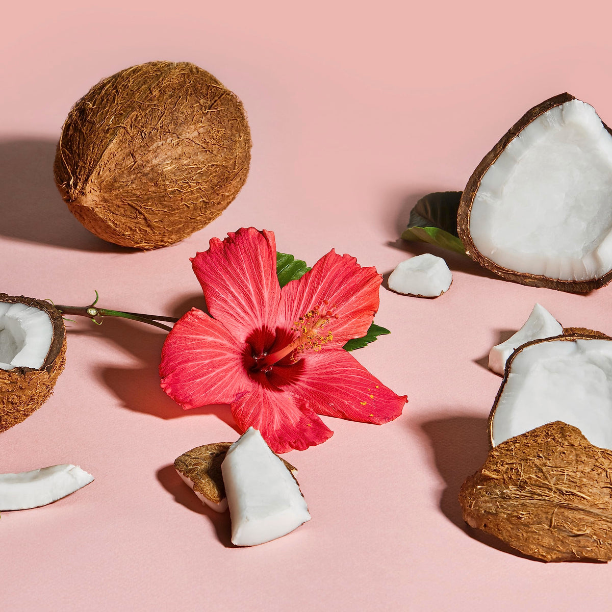 SheaMoisture ingredients bowl with shea and coconut showing natural moisturizing benefit