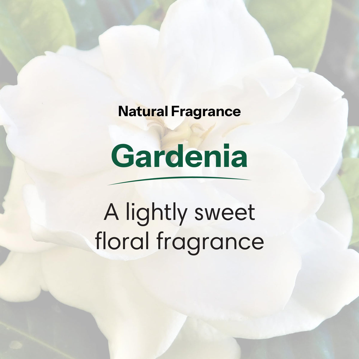ShiKai Gardenia creamy foam texture showing moisturizing lather