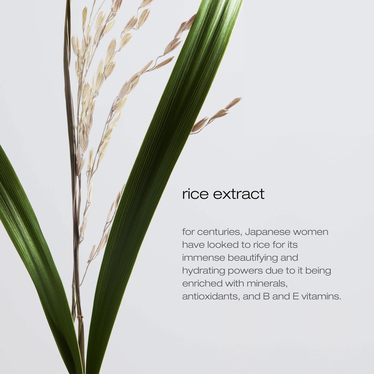 shu uemura art of hair rice extract ingredient visual emphasizing natural nourishment