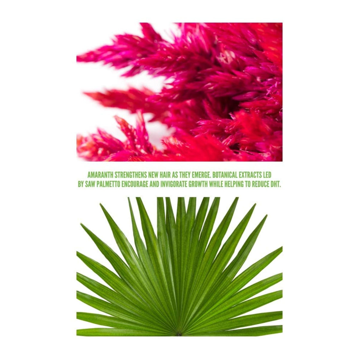 Surface Awaken amaranth protein concept image highlighting hair strengthening benefit