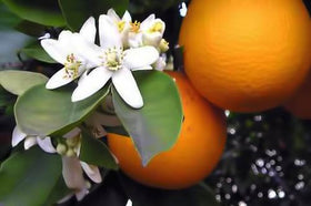 Sweet Essentials close-up of clear neroli water texture for purity